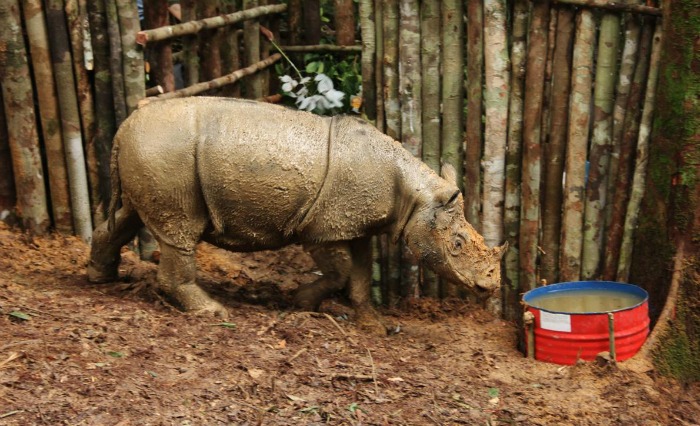 female Sumatran rhino