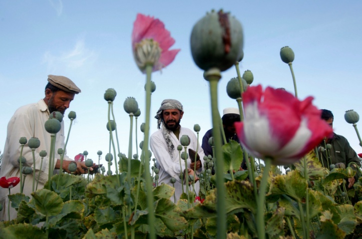 Opium farming