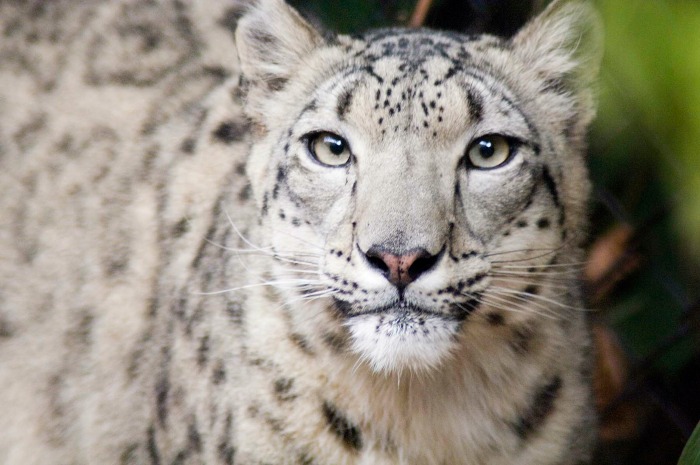 On World Wildlife Day, Here Are 7 Endangered Species That Need Our ...