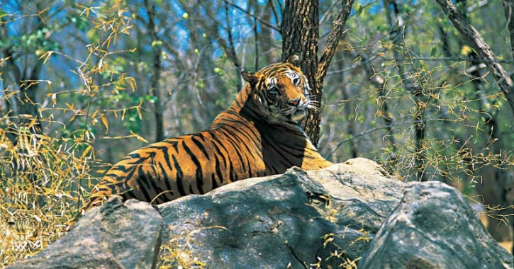 Tiger in Western Ghats