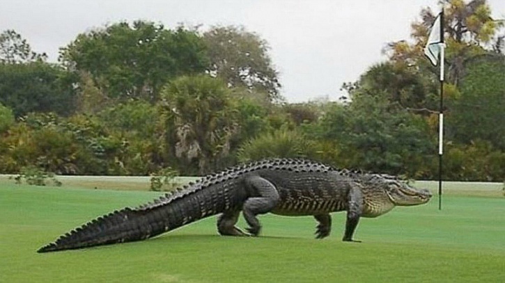 Alligator golf