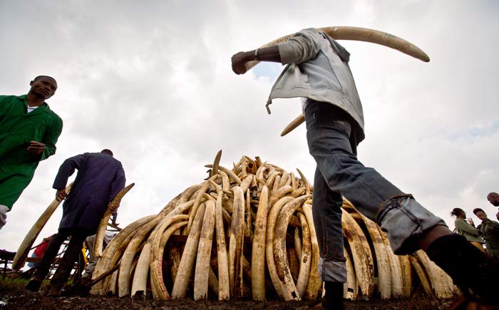 Kenya burns ivory worth $105 million in message to poachers