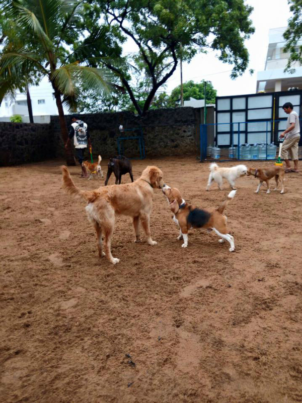 42 Beagles Were Just Rescued From A Bengaluru Animal Testing Lab And