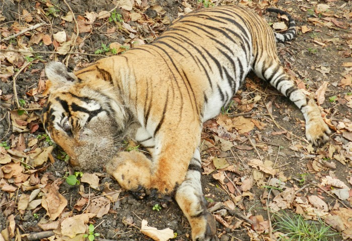 After Losing Teeth, Tiger Starves To Death At Bandipur Forest