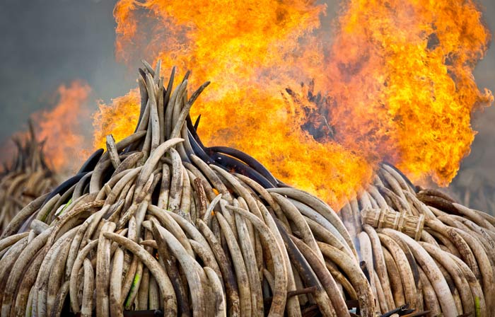Kenya burns ivory worth $105 million in message to poachers