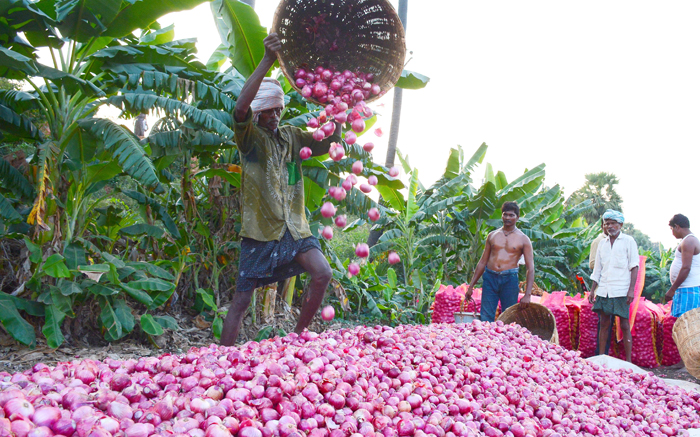 Farmers Sell Onions For 50 Paisa A Kg