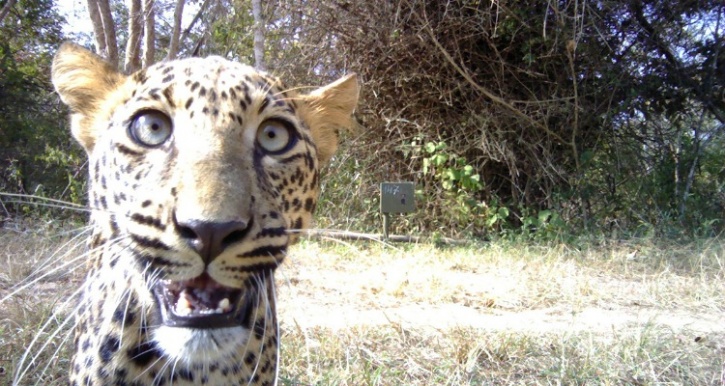 Leopard caught on trap camera