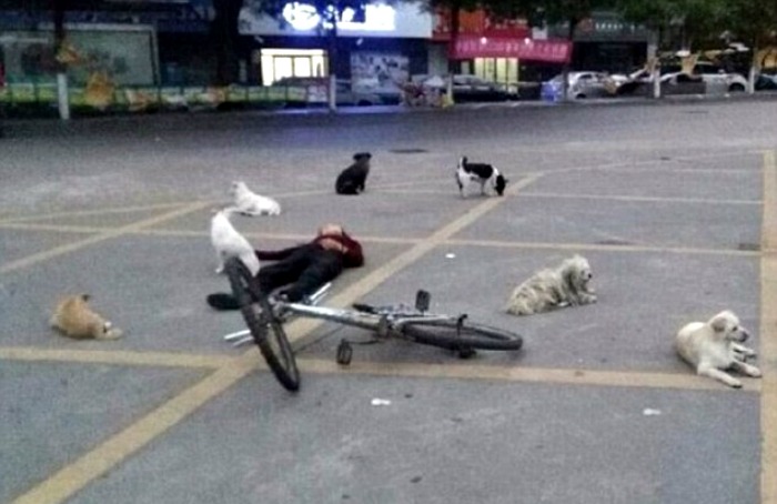 Dogs guard this biker
