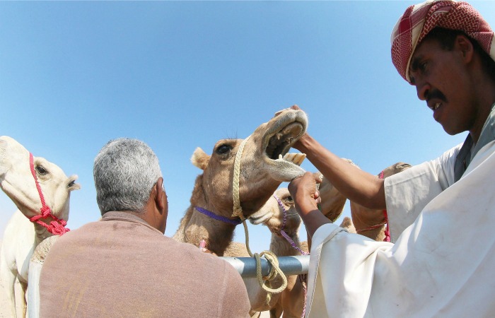 Tied In Heat All Day, Angry Camel Severs Owner’s Head