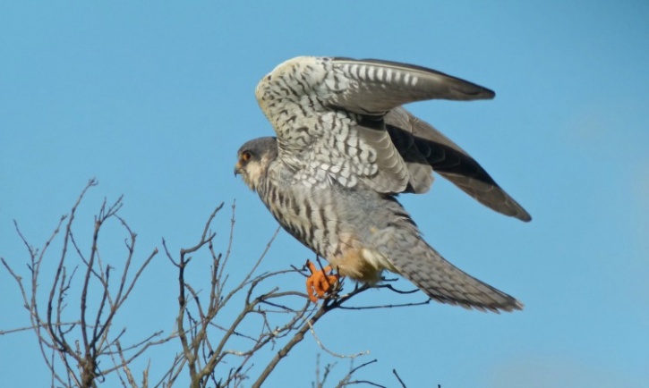 Female Amur Falcon
