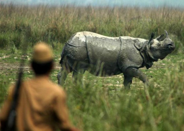 Whither Assam Rhinos? People want swift & decisive action against poaching from the new Government!