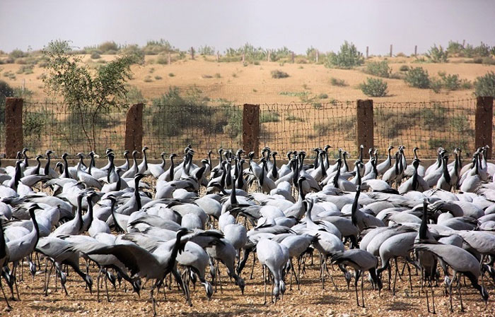 Khichan: A Village of Migrating Birds