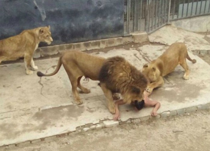 Chilean man jumps into lions den