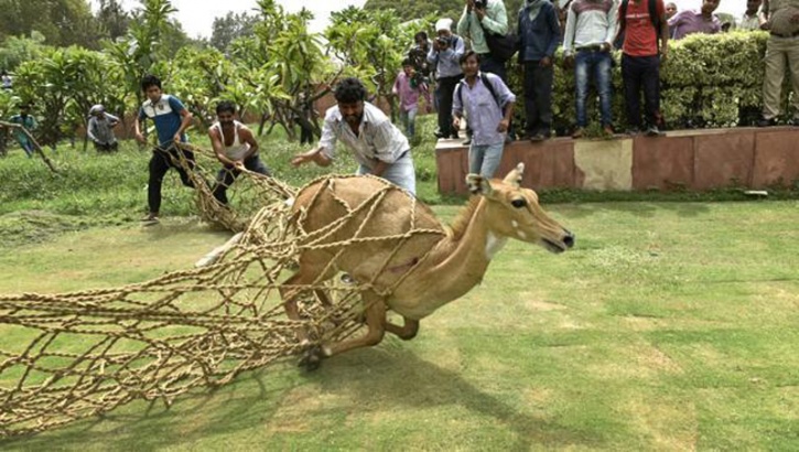 Nilgai which was straying around Parliament, has been caught