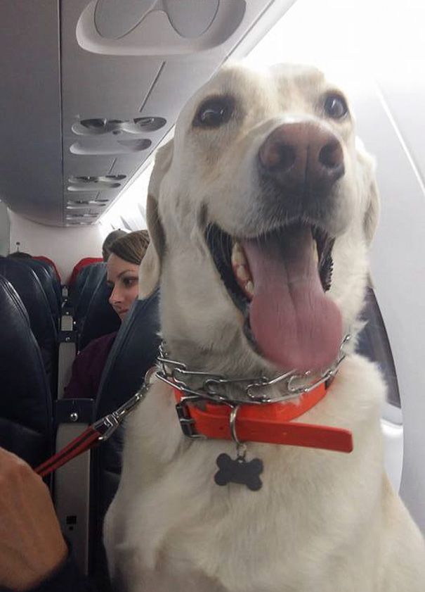 Canadian airlines rescue pets