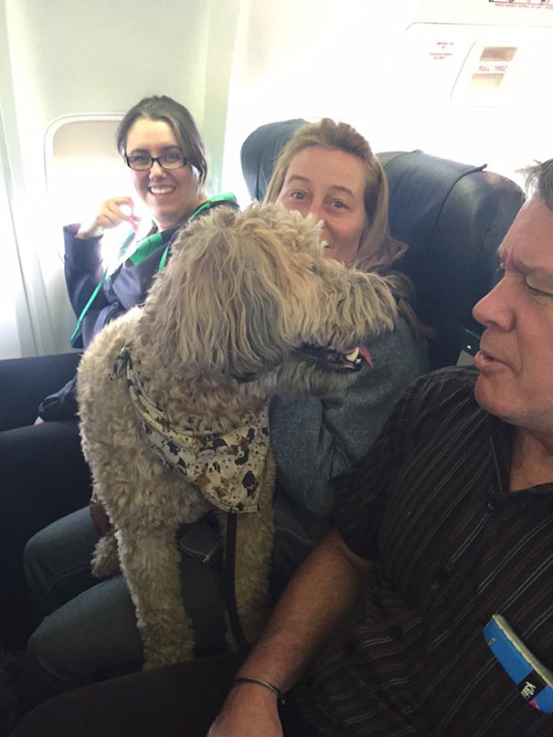 Canadian airlines rescue pets