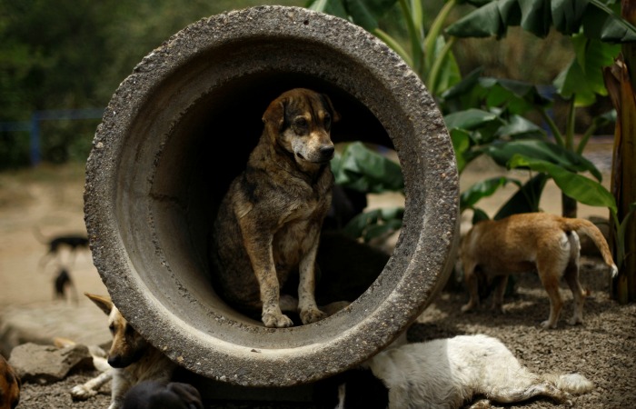 These Images From The Land Of Stray Dogs Will Keep You Smiling Through The Day