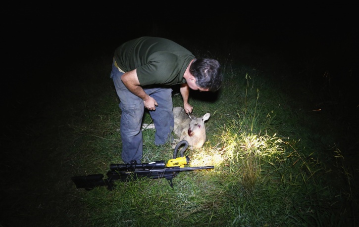 Hired kangaroo shooters
