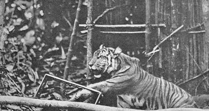 when to trap a tiger