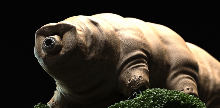 What Humans Need To Learn From The Animal That Survived All 5 Mass Extinctions The Tardigrade