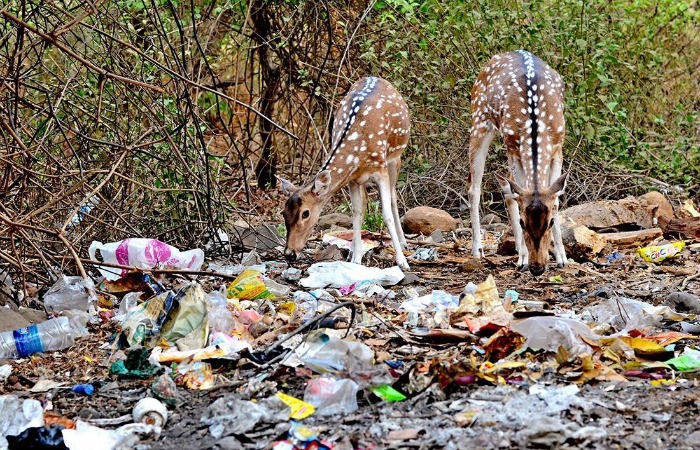 Deer Are Eating Plastic And Drinking Sewage At One Of Mumbai