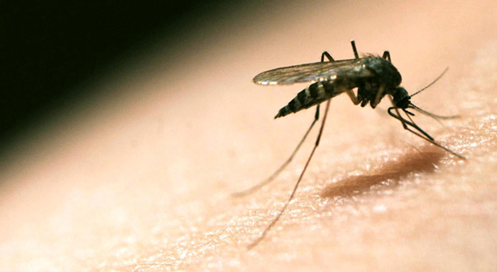 India may get its malaria drug by 2018