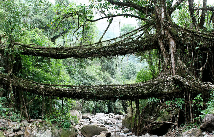 Living root bridge, Meghalaya, India