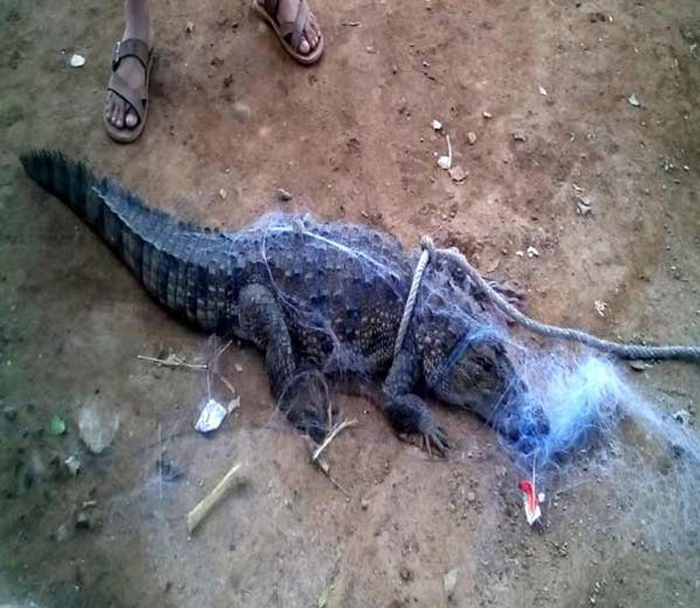 Angry People Dropped Crocodile 