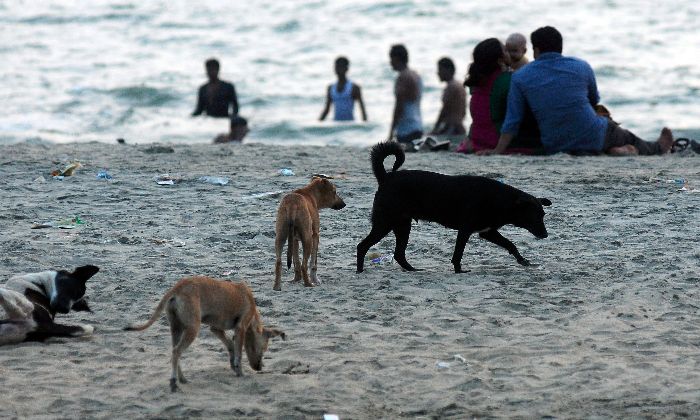 Kerala Has A Stray Dog Problem, And There Is No Easy Solution For It As ...