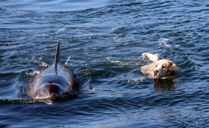 Swimming with the Dolphins, forever loyal! 