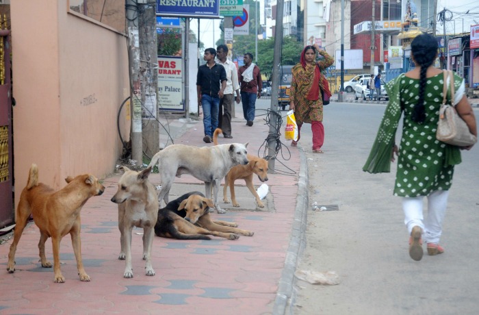 kerala stray dogs