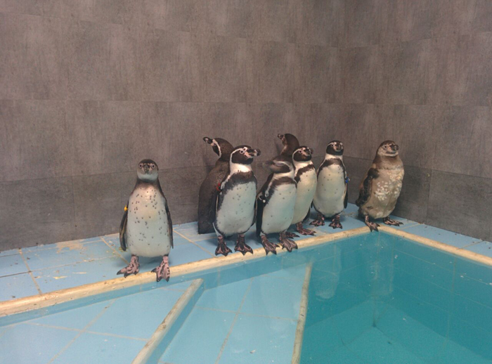 Byculla zoo, penguin