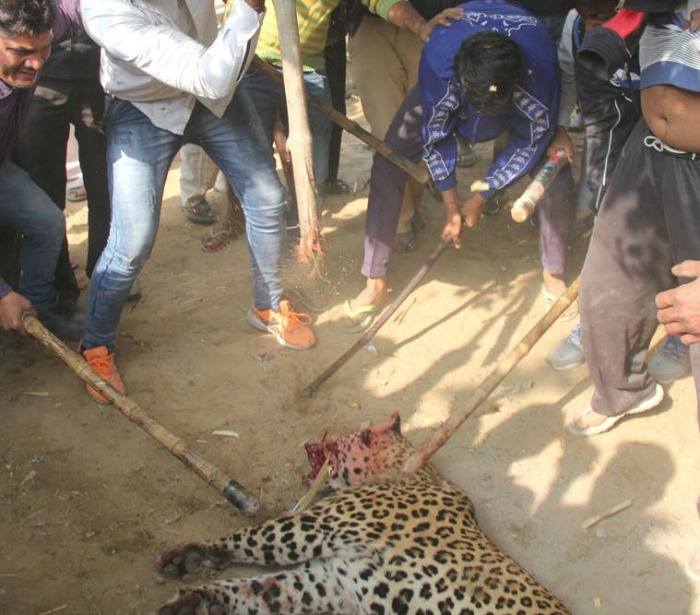 leopard killed in Gurugram