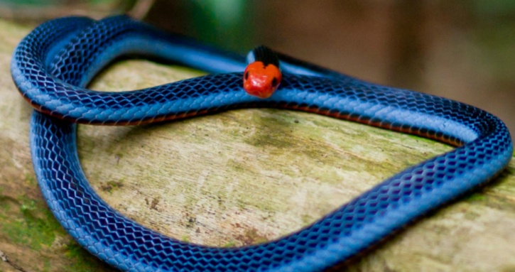 Coral ular blue blog.mizukinana.jp :