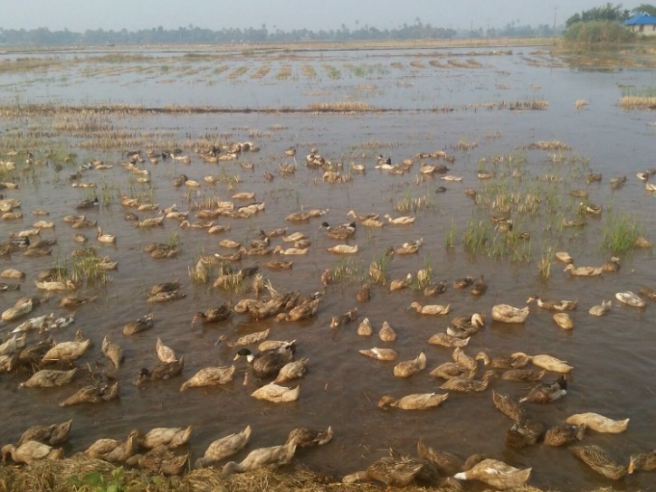 Duck farm in Kerala