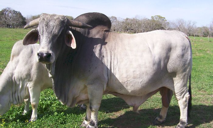 brazil bull Brahman 