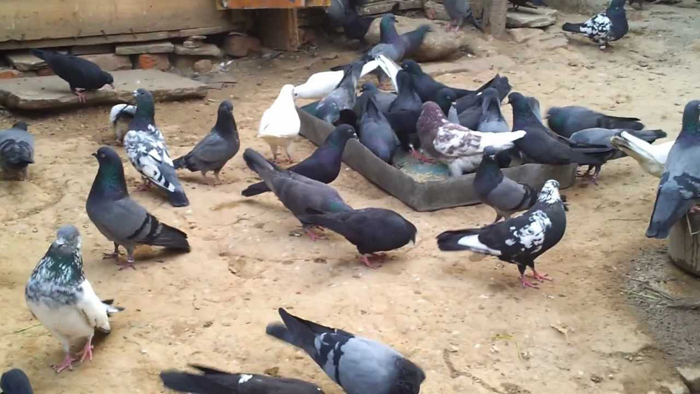 Jammu pigeon