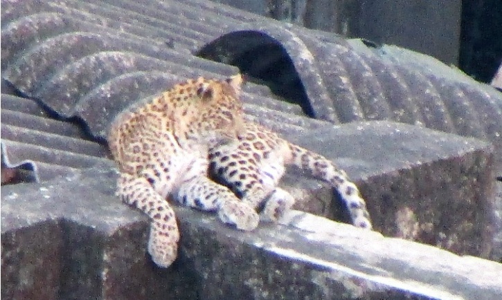 Mumbai leopard