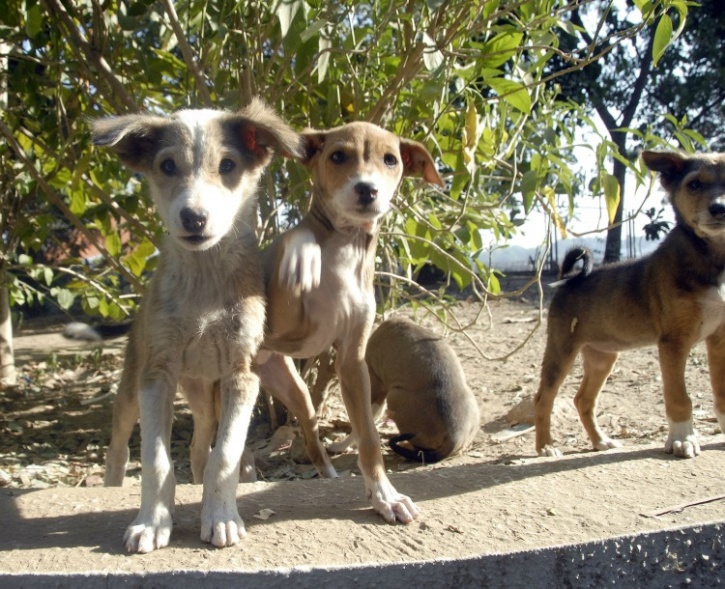 Kerala puppies