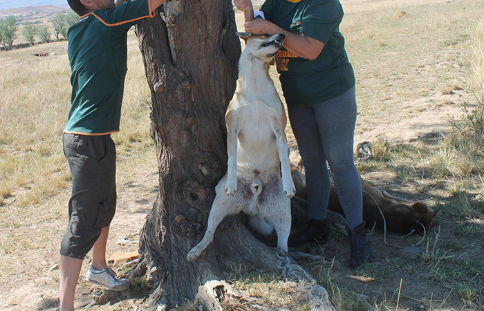 Dog Hung From Tree