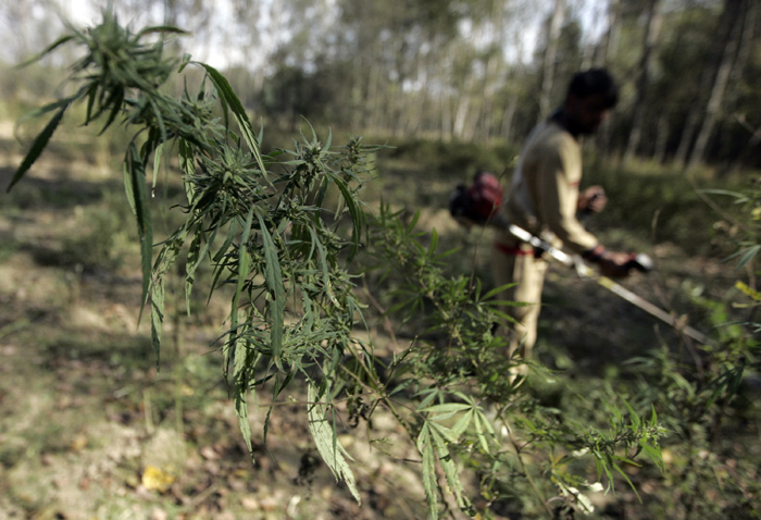 бангладеш марихуана
