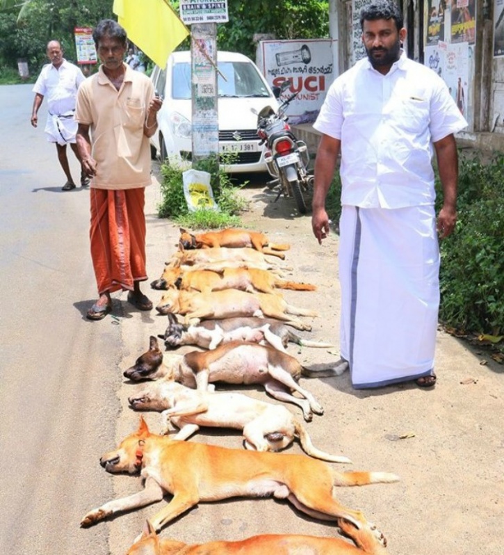 Kerala stray