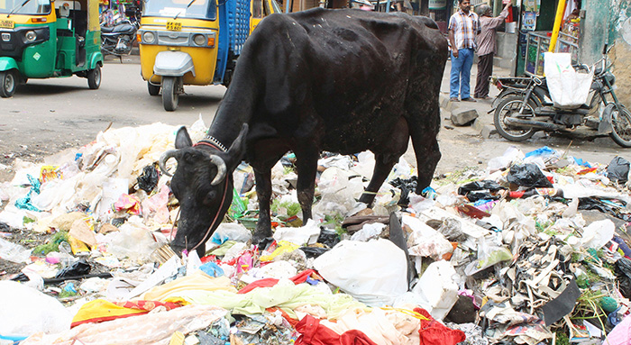 Cow Eating Wastage