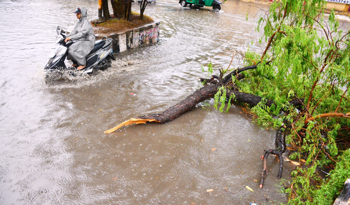 City Lost Nearly 400 Trees In 2 Months of Rain