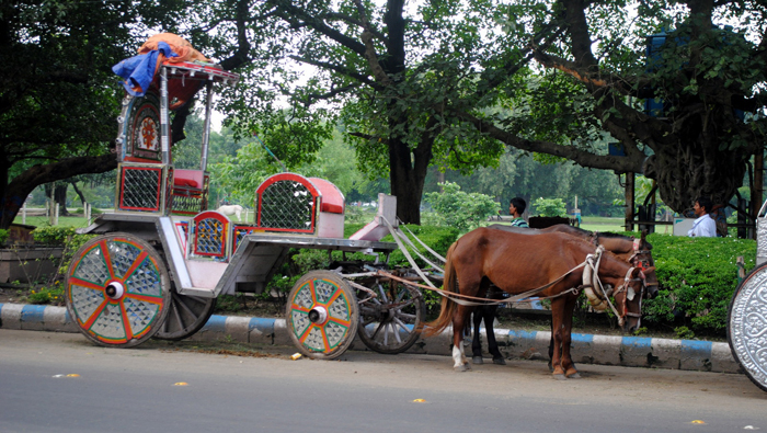 Kolkata’s Buggy Rides