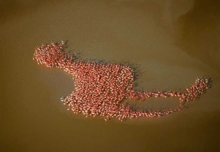 Flamingos form a flamingo, Yucatan Peninsula