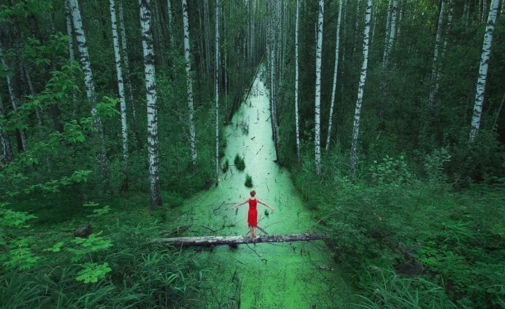 A forest in Russia