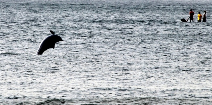 Dolphins Have Been Spotted Playing In Mumbai, All Thanks To Mumbaikars  Staying Home.