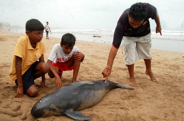 File photo of dead dolphin in Mumbai