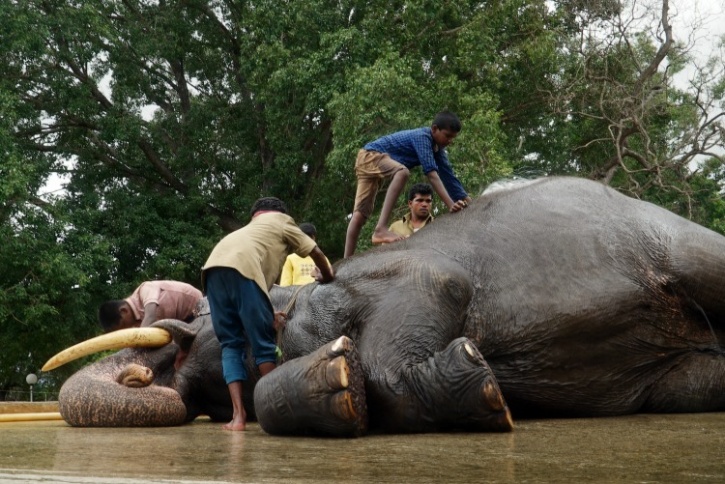 As We Worship Ganesha, Let Us Not Forget The Elephants Living In Captivity